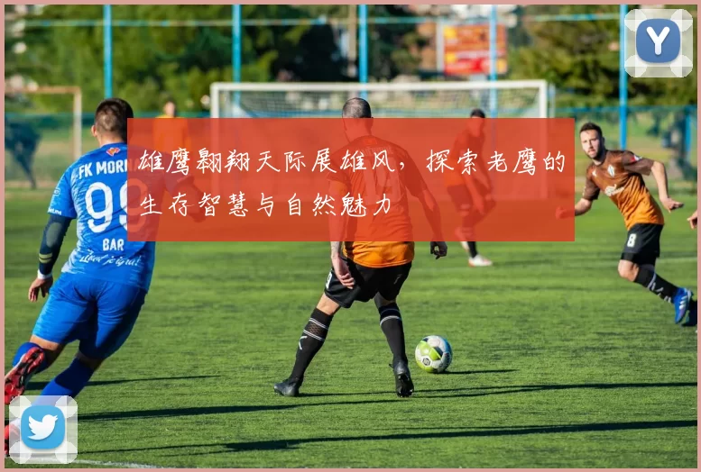 雄鹰翱翔天际展雄风,探索老鹰的生存智慧与自然魅力