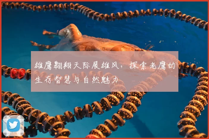 雄鹰翱翔天际展雄风,探索老鹰的生存智慧与自然魅力