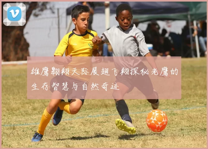 雄鹰翱翔天际展翅飞翔探秘老鹰的生存智慧与自然奇迹